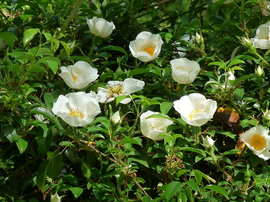 {Rosa laevigata}